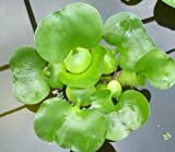 Water Hyancinth - Floating Live Pond Plant by Aquarium Plants