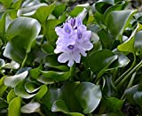 Water Hyacinth Floating Pond Plant - Pond Flower - Koi Pond Plants