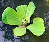 Water Lettuce - Floating Live Pond Plant
