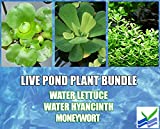 3 Water Lettuce + 3 Water Hyancinth Bundle + Moneywort - Floating Live Pond Plants + Marginal Plant