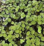 15 Water Spangles (Salvinia Minima) Live Floating Plants for Aquarium or Pond